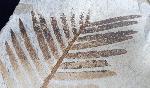 Zamites feneonis BRONGNIART - Bild &copy; FossNet FossilienStore